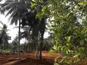 අලව්ව ඉඩමක්