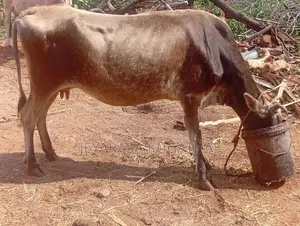 Milk Cow