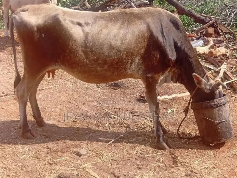 Milk Cow