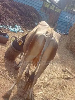 Milk Cow