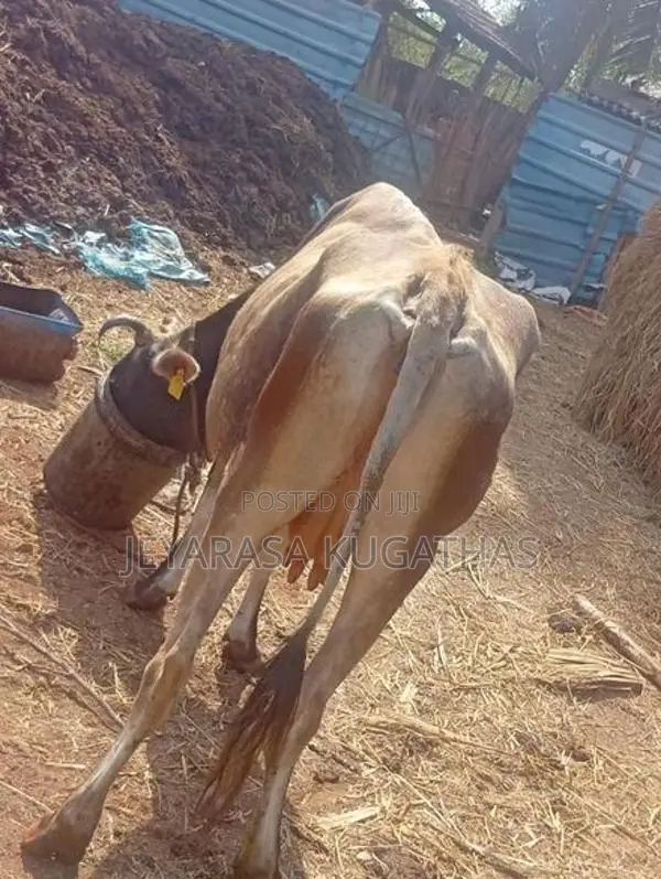 Milk Cow
