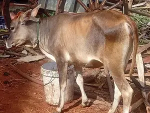 Milk Cow