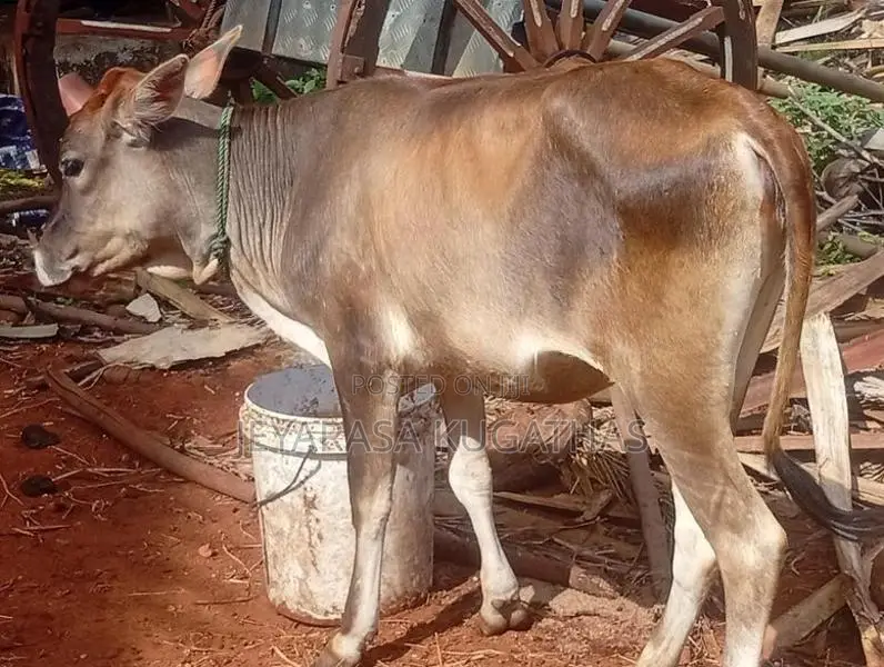 Milk Cow