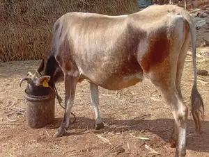 Milk Cow