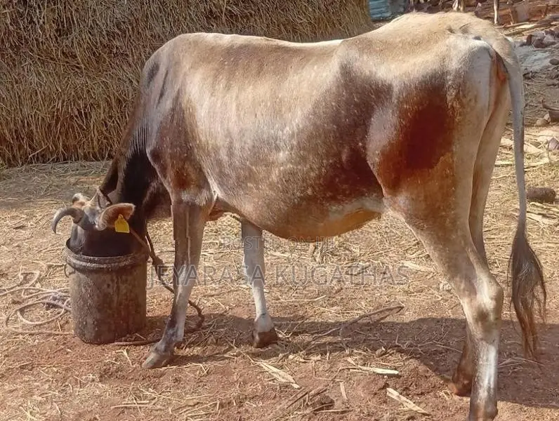 Milk Cow