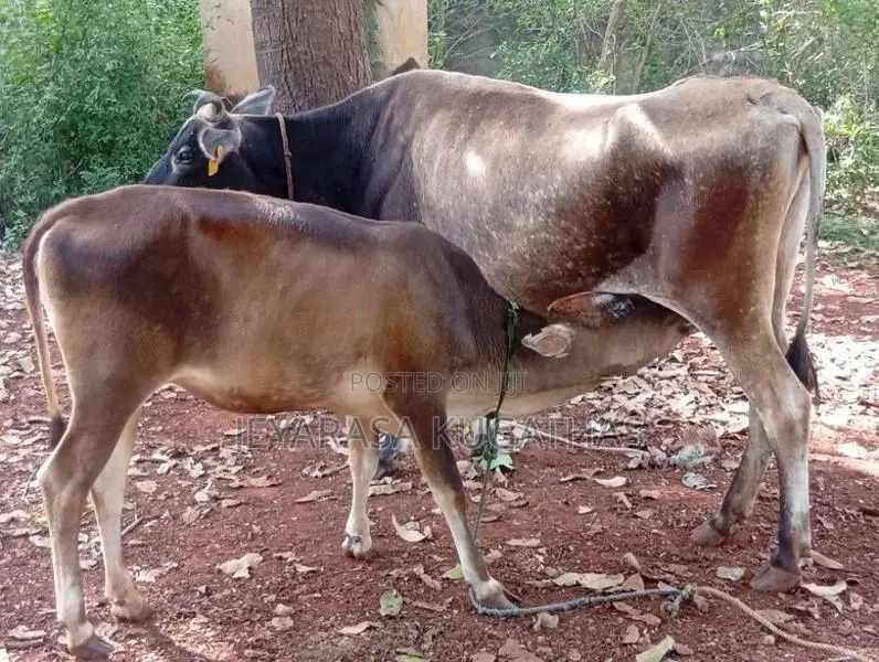Milk Cow