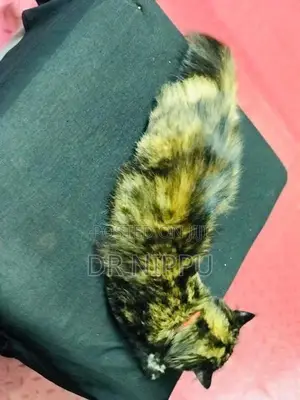 Persian Cat