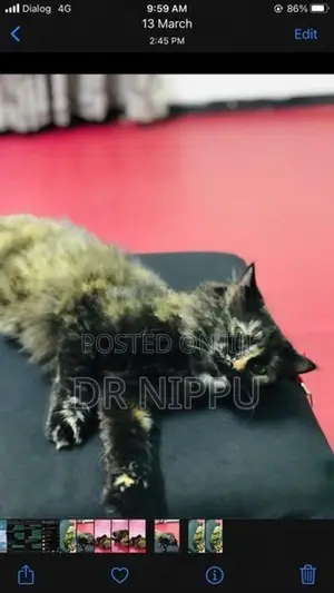 Persian Cat