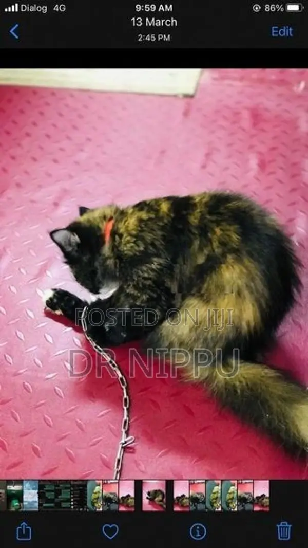 Persian Cat