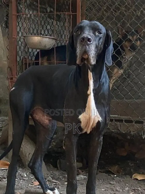 Great Dane puppy