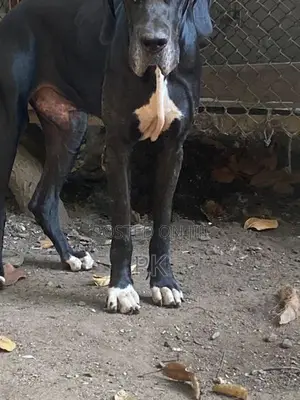 Great Dane puppy