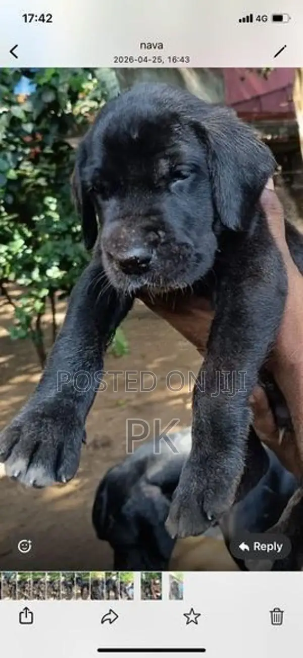 Great Dane puppy