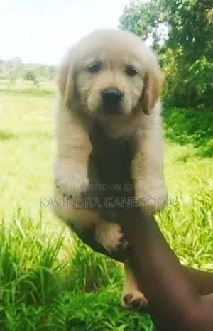 Golden Retriever