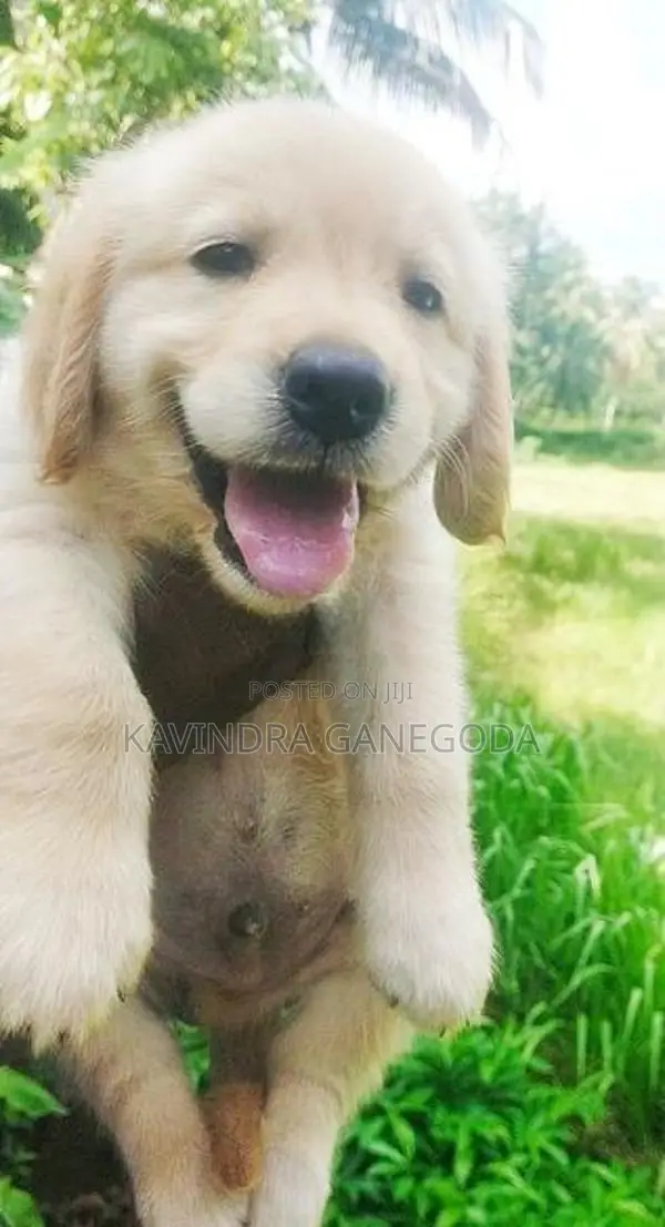 Golden Retriever