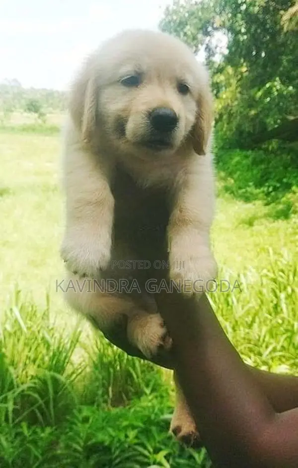 Golden Retriever