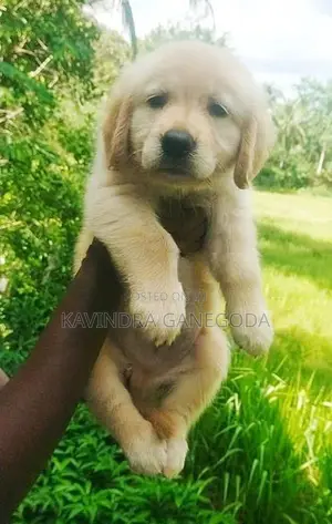Golden Retriever