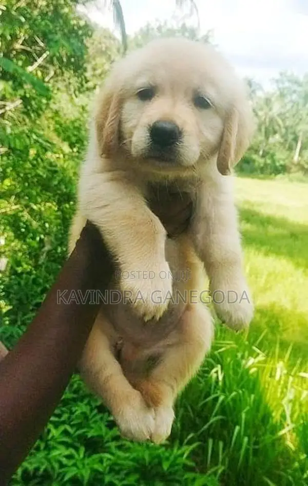 Golden Retriever