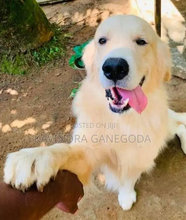Golden Retriever