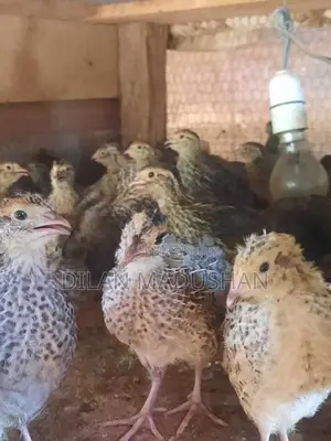 Quail Chicks