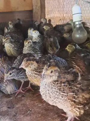 Quail Chicks