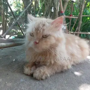 Persian Ginger Female