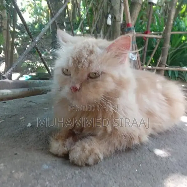 Persian Ginger Female