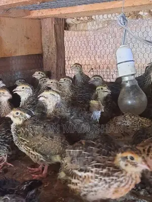 Quail Chicks