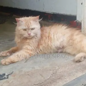 Persian Ginger Female