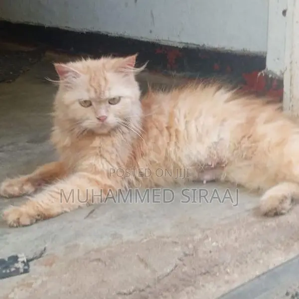 Persian Ginger Female