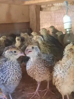 Quail Chicks