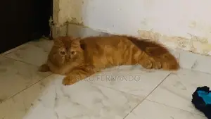 Persian Breed Cat
