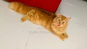 Persian Breed Cat
