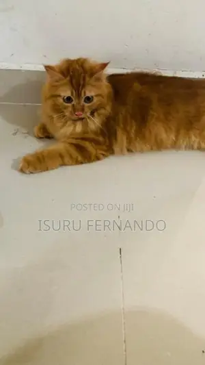 Persian Breed Cat