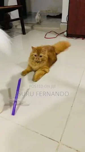 Persian Breed Cat