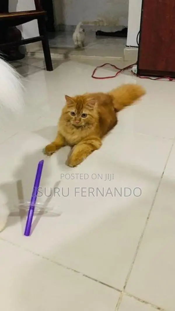 Persian Breed Cat
