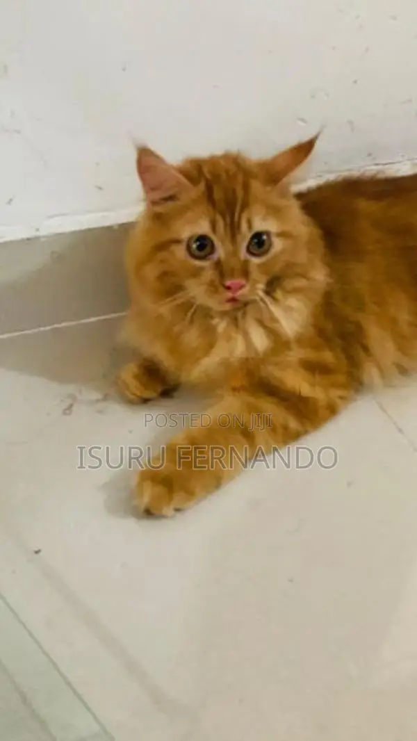 Persian Breed Cat