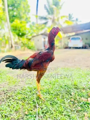 Rooster