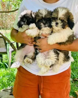 Shih Tzu Puppy