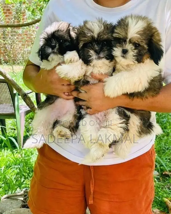 Shih Tzu Puppy