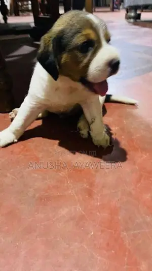 Beagle Puppies