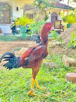 Rooster