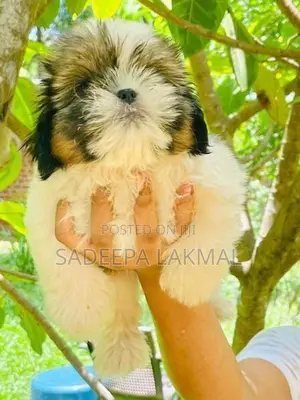 Shih Tzu Puppy