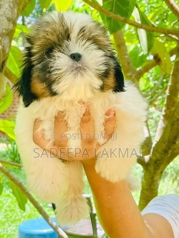 Shih Tzu Puppy