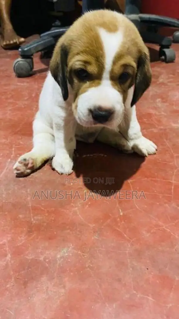 Beagle Puppies