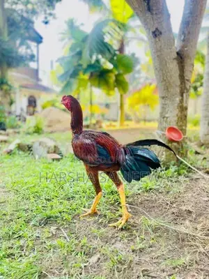 Rooster