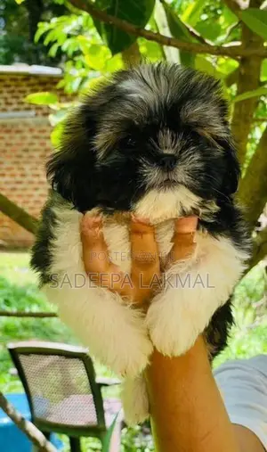 Shih Tzu Puppy