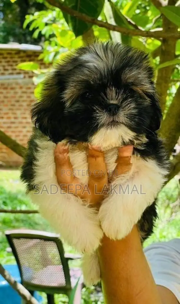 Shih Tzu Puppy