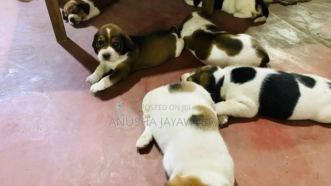 Beagle Puppies
