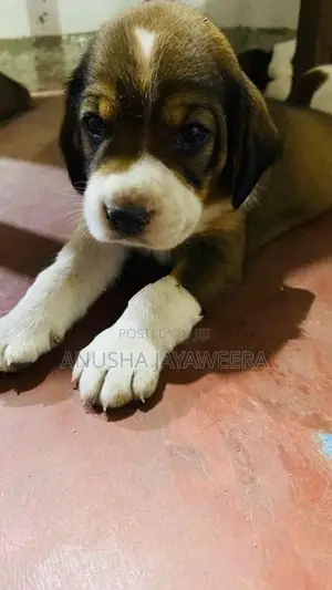 Beagle Puppies
