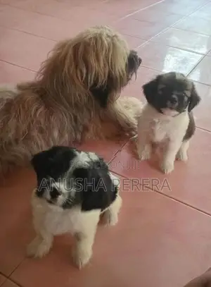 Shih Tzu Puppies